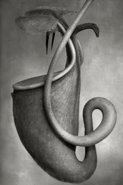 Nepenthes Bicalcarata by Beth Moon, photo-eye Gallery